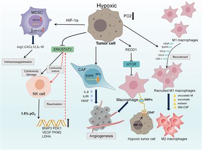 Conducive target range of breast cancer: Hypoxic tumor microenvironment